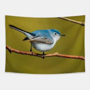 Little Cute Bird Photograph. Blue-Gray Gnatcatcher Tapestry