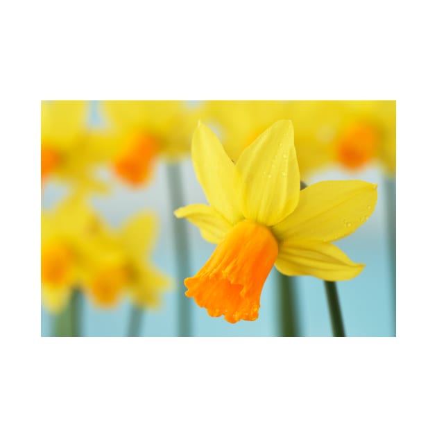 Narcissus  &#39;Jetfire&#39;   AGM  Daffodil  Div.  6 Cyclamineus by chrisburrows