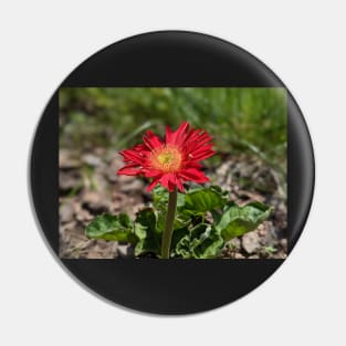 Red Gerber Daisy 3 Pin