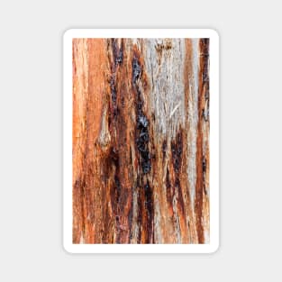 Vibrant Tree Oozing Sap From Trunk Magnet