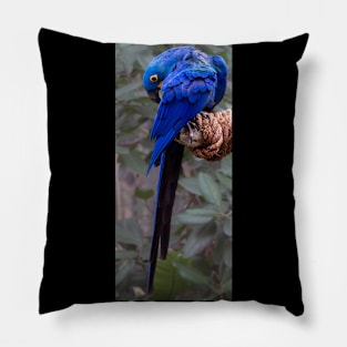 Shy blue parrot Pillow