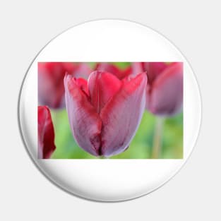 Tulipa  &#39;Ronaldo&#39;   Triumph Group Tulip Pin