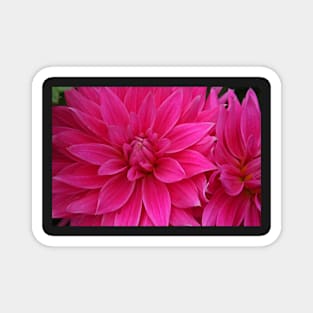 Summer Blooms Magnet