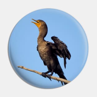 A Double-crested Cormorant On a Branch With Its Wings Spread Pin