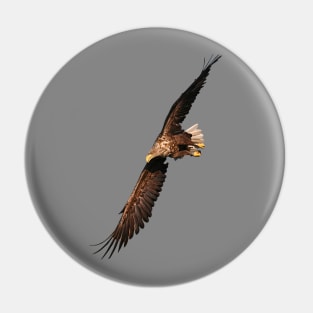 White tailed Eagle Pin