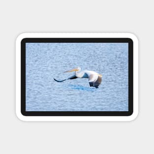 American White Pelican Gliding Along Magnet