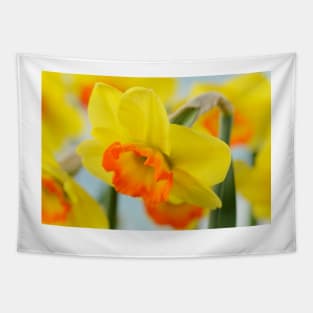 Narcissus  &#39;Bantam&#39;  AGM   Division 2 Large-cupped  Daffodil Tapestry