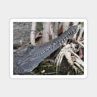 Freshwater Crocodile Magnet