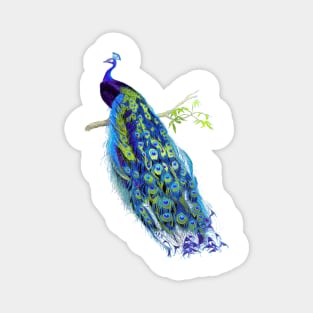 Vintage Peacock, Cobalt Blue+Green Magnet