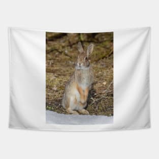 Eastern Cottontail rabbit standing Tapestry