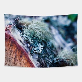 Lichen on a birch tree stump Tapestry