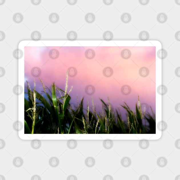 Sweet Corn Sunset Magnet by heidiannemorris