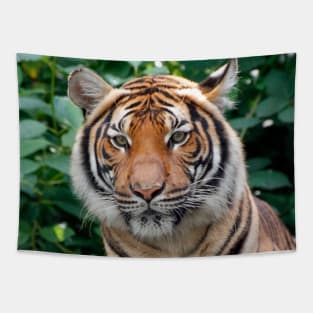 Tiger 001 Tapestry