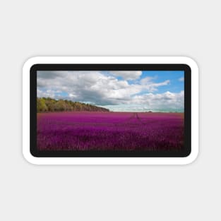 Lavender field in The Cotswolds Magnet