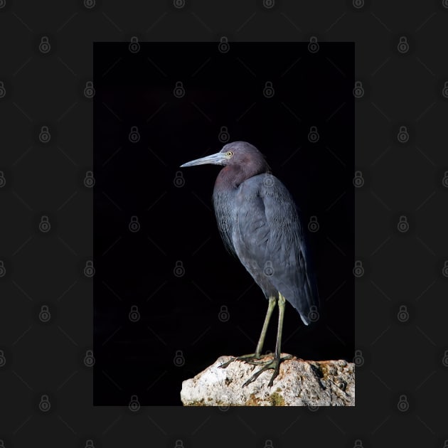 Little Blue Heron by Jim Cumming