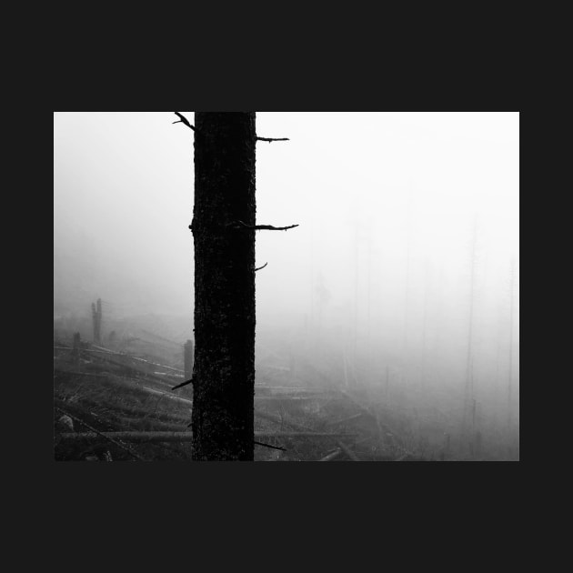 Misty forest black and white by Kate-P-