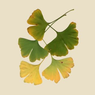 Ginkgo Leaves Turning T-Shirt