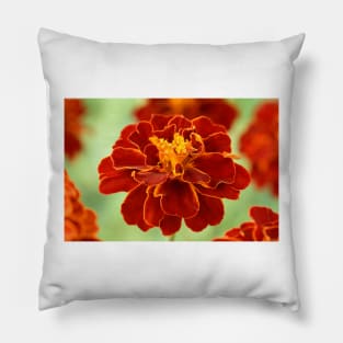 Tagetes patula &#39;Red Cherry&#39; French marigold Pillow