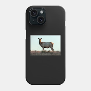 Tule Elk Cow Phone Case