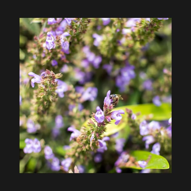 Bee sitting on the purple Salvia flower by lena-maximova