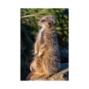 Meerkat at Peak Wildlife Park T-Shirt