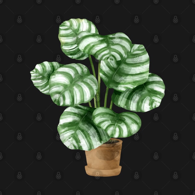 Calathea Orbifolia Plant by gronly