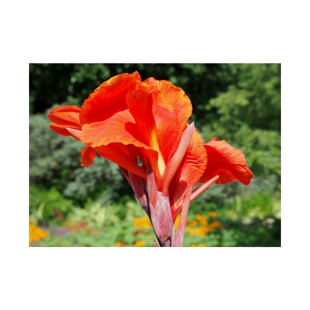 Red Canna Lilly Flower in Summer Garden by Scubagirlamy