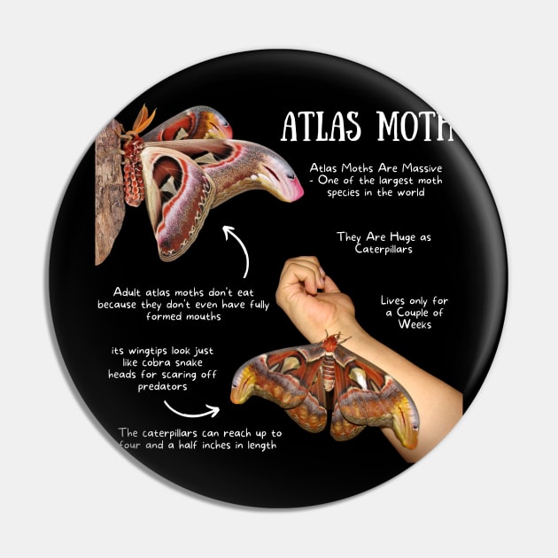 Animal Facts - Atlas Moth Pin by Animal Facts and Trivias