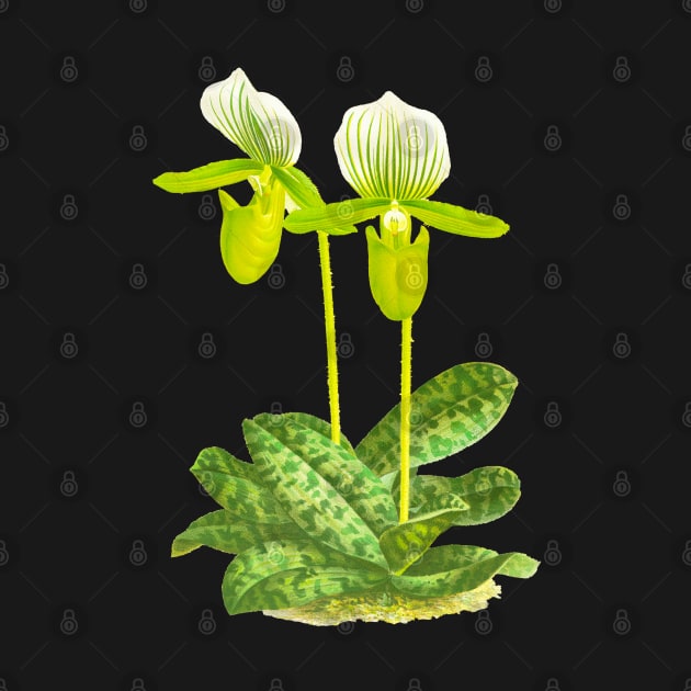 Green Lady slipper orchid - Paphiopedilum lawrenceanum var Hyeanum - botanical illustration by chimakingthings