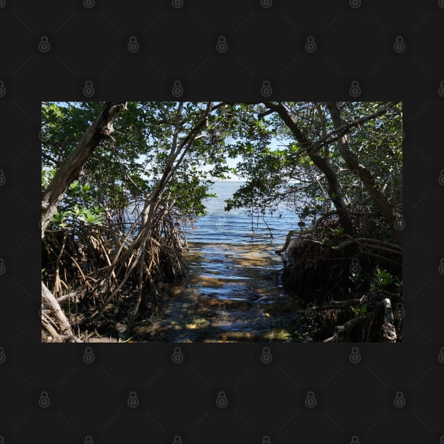 Water in Mangrove Clearing by Sparkleweather