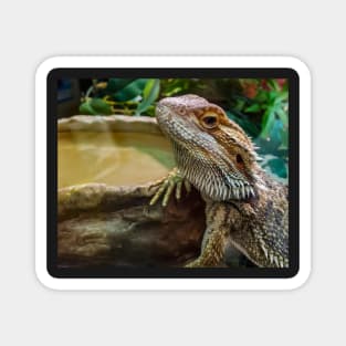 Agama Lizard Magnet