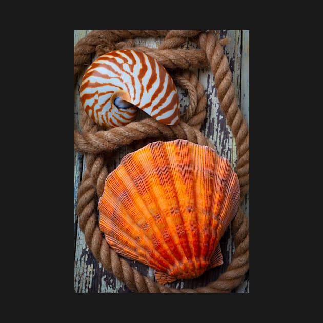 Sea Shell And Nautilus In Rope by photogarry