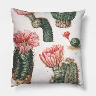 Cactus plants Pillow