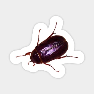 June Bug Beetle Magnet