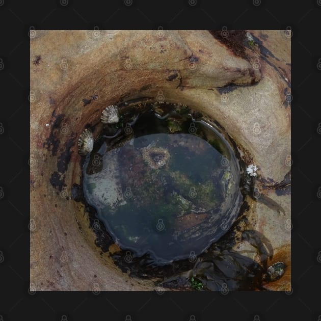 Rock Pool with Sea Anemone by Julie Vaux