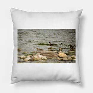 gli ducks Pillow