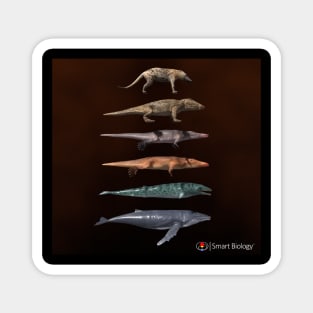 The Evolution of Whales Magnet