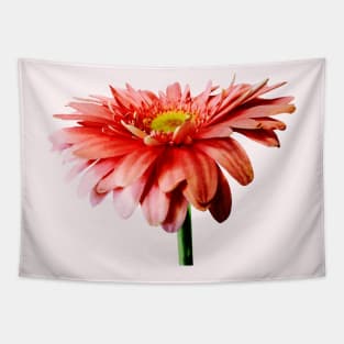 Pink Gerbera Daisy Side View Tapestry