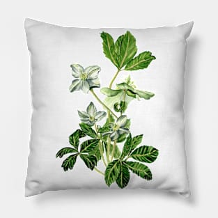 Helleborus niger Pillow