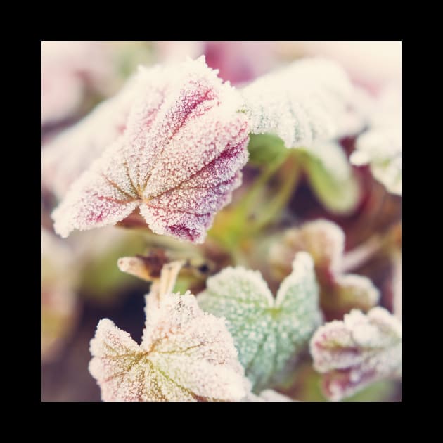 Frosted Begonia Leaves #2 by Debra Cox 