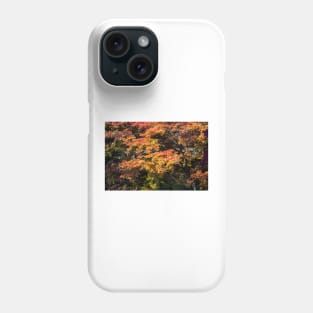 Maples in Glorious Autumn Colour Phone Case