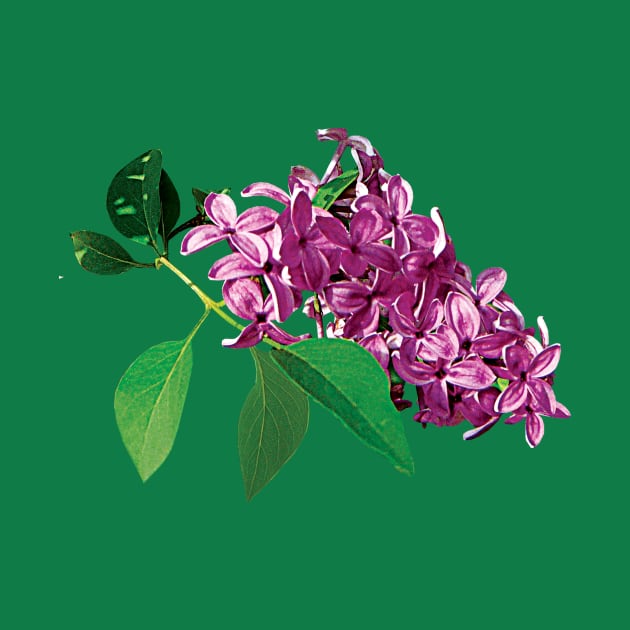 Lilacs - Small Cluster of Pink Lilacs by SusanSavad