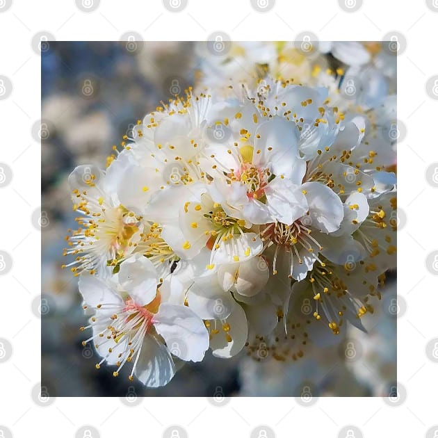 White Plum Blossom by DesignMore21