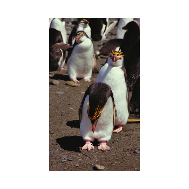 Royal Penguins on the Beach at Macquarie Island by Carole-Anne