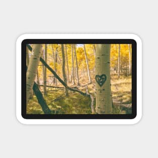 Autumn Aspens Magnet