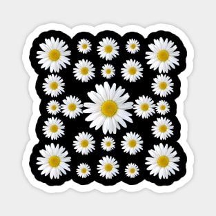 daisies flower blossom bloom blooming daisy petals Magnet