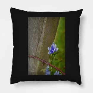 cornflower blue 'n' barb Pillow