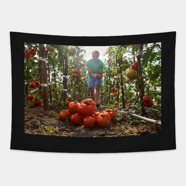 Caucasian farmer picking tomatoes Tapestry by naturalis