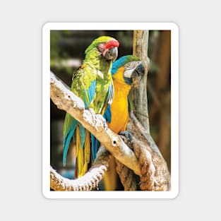 Parrots Perching Magnet