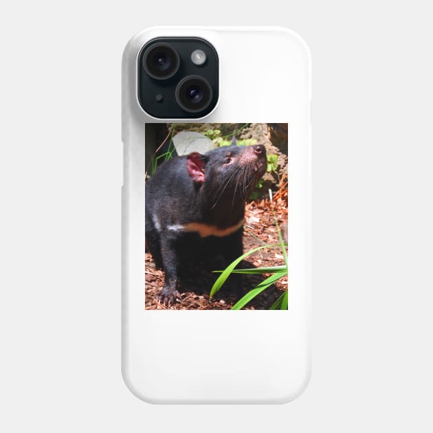 Tasmanian Devil Phone Case by kirstybush